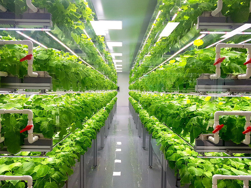 Vertical farm growing racks with leafy greens